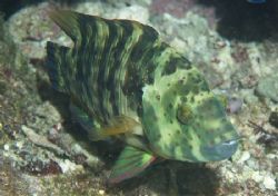 Female "Broomtail wrasse" taken at Shark Observatory, Ras... by Nikki Van Veelen 